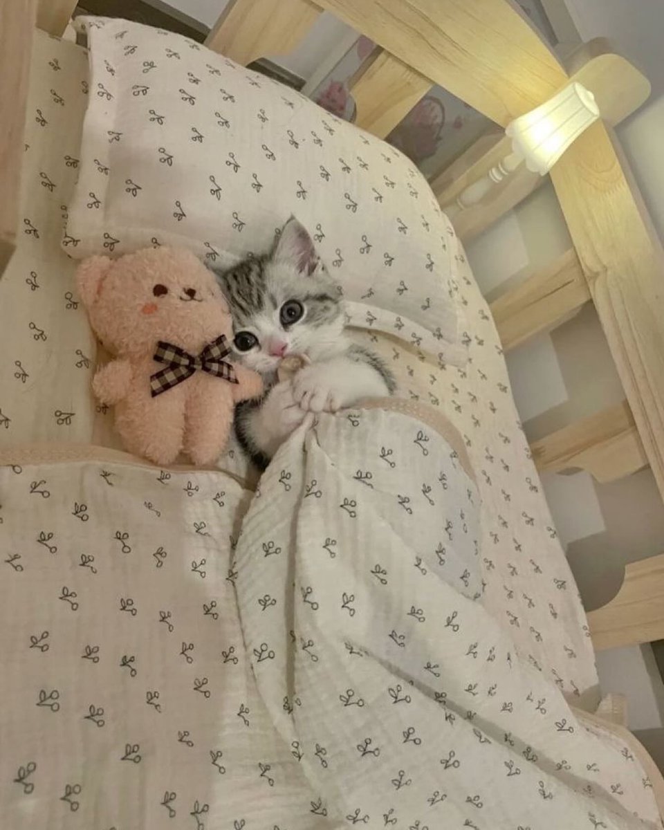 TheCatsX's tweet photo. Bed time https://t.co/VNreqAF8Pc