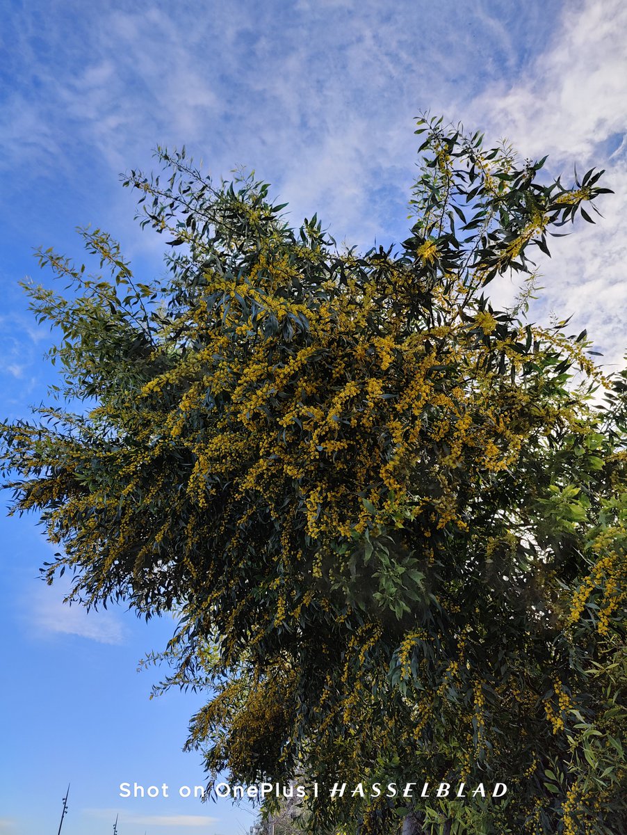 smartechdaily's tweet image. مقارنة تصوير بوضع Auto بين أجهزة:
#iPhone16Pro
#GalaxyS25Ultra
#Oneplus10Pro
ما الجهاز الذي قدم صورة أفضل برأيكم؟