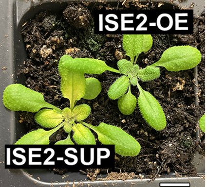 Brunkard Lab (@brunkardlab) on Twitter photo ISE2 keeps bringing us down new paths! <a href="/PD_lab_DDPSC/">Burch-Smith Lab</a> Glucosinolates can regulate plasmodesmata: nph.onlinelibrary.wiley.com/doi/full/10.11… ISE2 keeps bringing us down new paths! <a href="/PD_lab_DDPSC/">Burch-Smith Lab</a> Glucosinolates can regulate plasmodesmata: nph.onlinelibrary.wiley.com/doi/full/10.11…