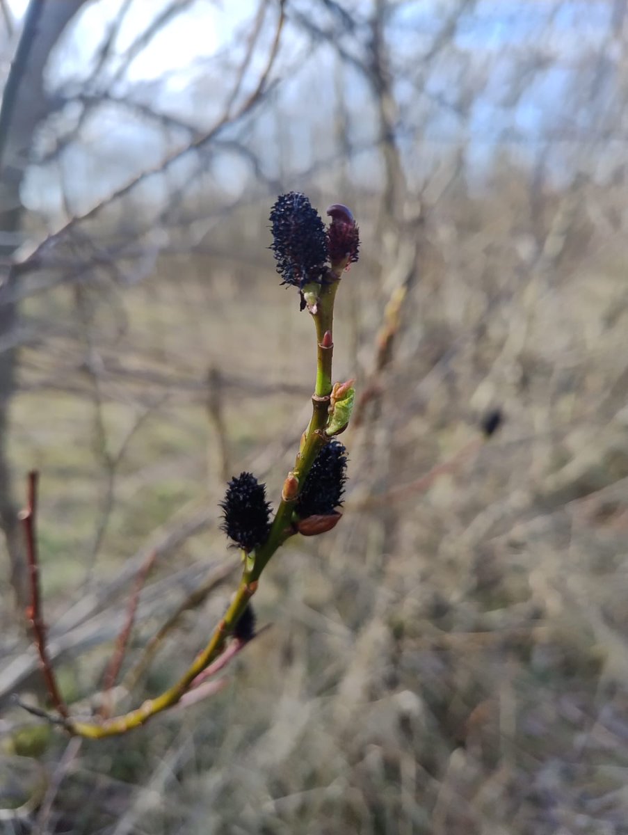Salix gracilistyla 'Melanostachys' - Black pussy willow. A striking willow species present in mix of catkins bursting into life in the Labarynth at Walltown Country Park. Can you find it there?