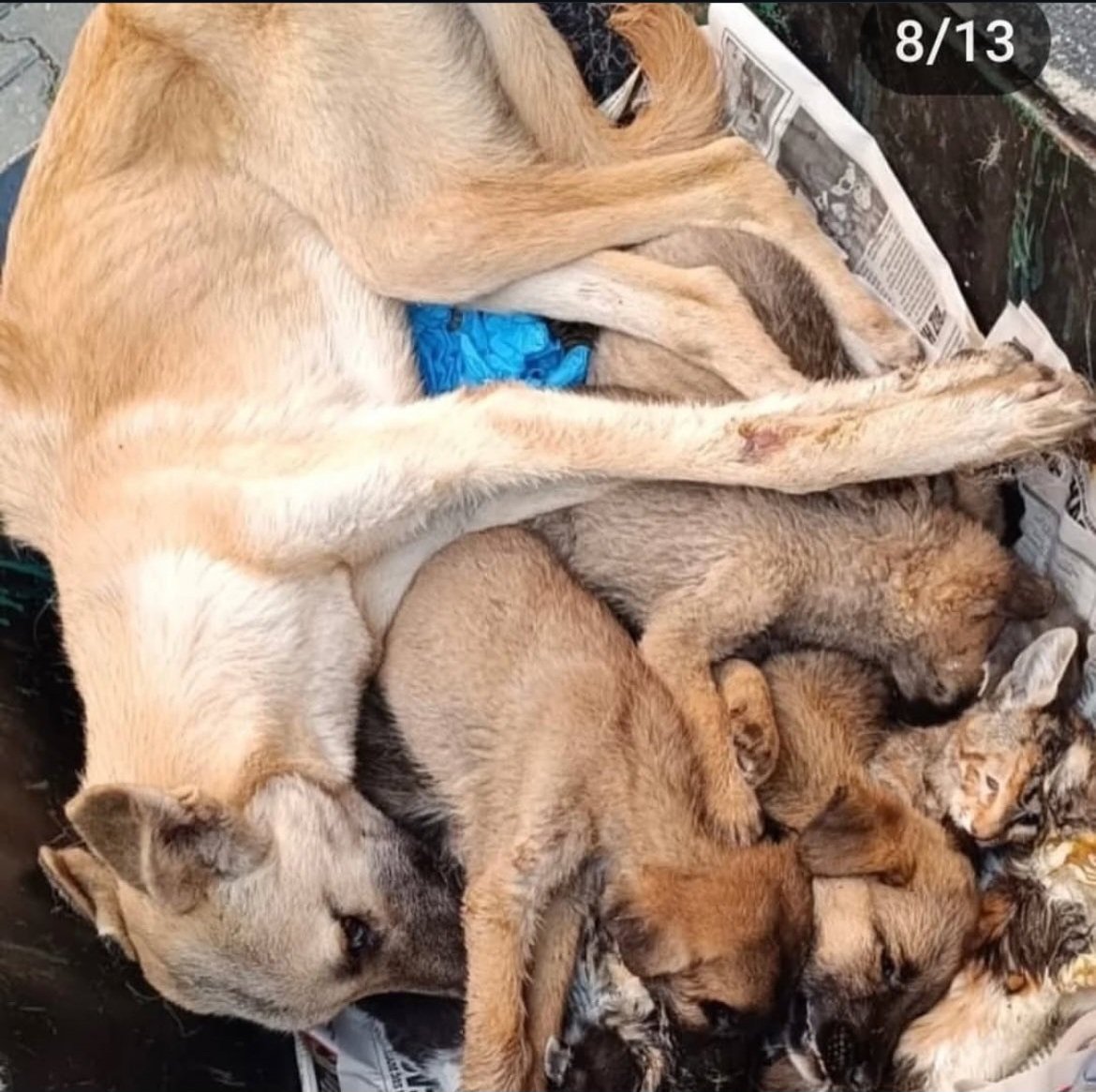 "Katliam Yasasını Reddediyoruz"  

Bırakın reddetmeyi , en büyük katliamcı çıktınız.

*** Chp belediyelerinin yaptığı hayvan katliamları Akp ve Mhp li belediyelerle yarışıyor.
<a href="/herkesicinCHP/">CHP 🇹🇷</a> yasayı reddetmedi ama ben yıllarımı verdiğim Chp yi REDDEDİYORUM ! 
<a href="/ekrem_imamoglu/">Ekrem İmamoğlu</a>  1