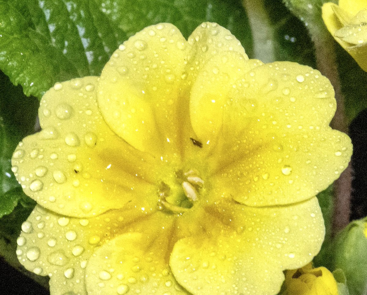 #MacroMonday #Photgraphy #TheArtofPhotography