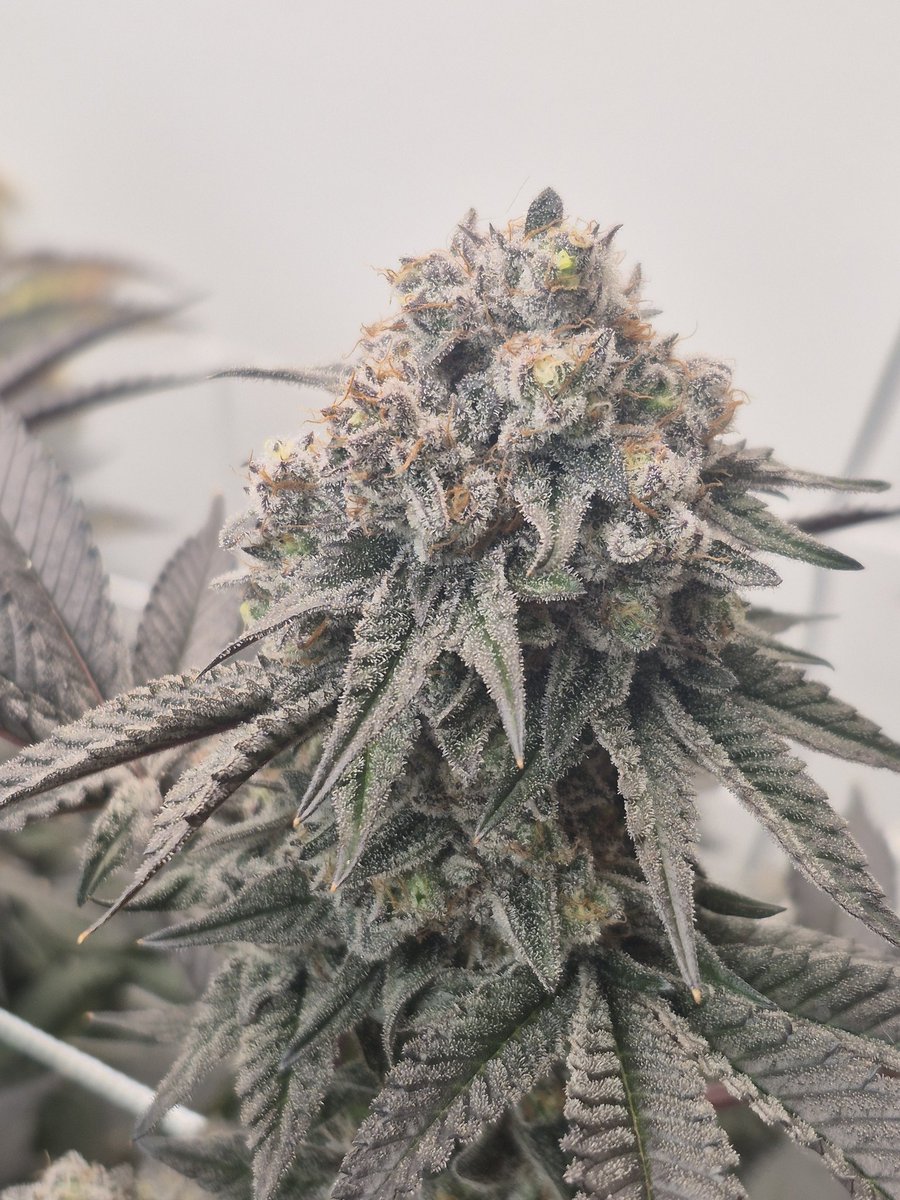 beyondhypeseeds's tweet photo. Blue Lemoon at chop. 
Lemoon Cake x Blueberry Muffin Top https://t.co/6YYsxAyVoL