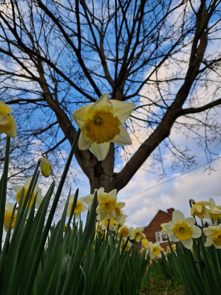 Conversation with 16 Yr old
Me: Think this is a really intimidating photo. All the daffodils are looking down on you 👀
16: Well, you took it
Me: kinda reminds me of Alice in Wonderland
16: yeah well she was also on drugs....

Me: 🤷‍♀️