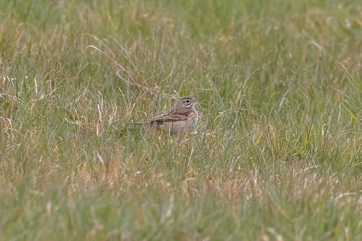 dave_b_james's tweet image. I'm a bit late to the party but it was good to catch up with the Richard's Pipit at Newport Pagnell today.