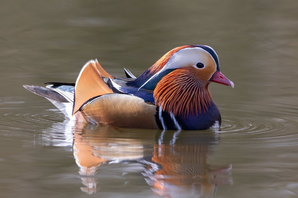 dave_b_james's tweet image. A few shots of the Mandarins at Barnwell Country Park. You have to admit they are a very dapper duck!