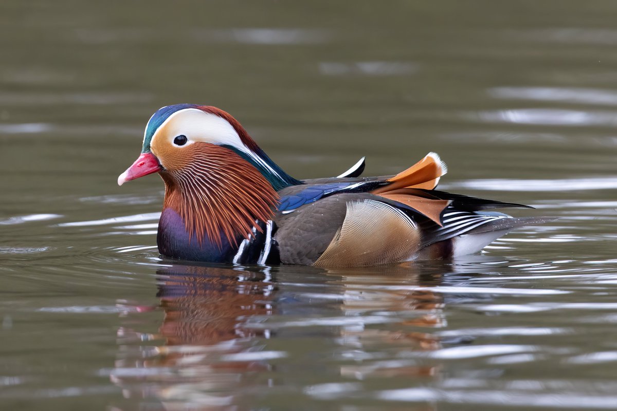 dave_b_james's tweet image. A few shots of the Mandarins at Barnwell Country Park. You have to admit they are a very dapper duck!