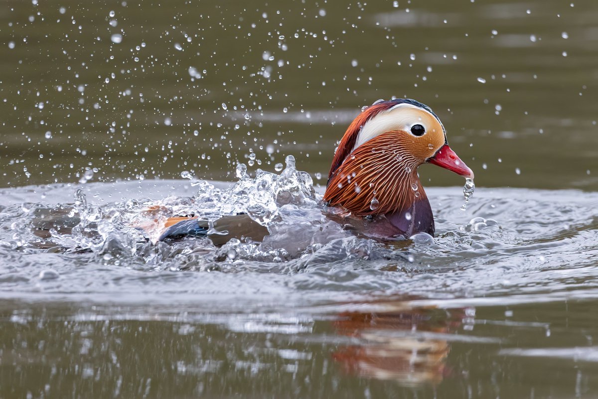 dave_b_james's tweet image. A few shots of the Mandarins at Barnwell Country Park. You have to admit they are a very dapper duck!