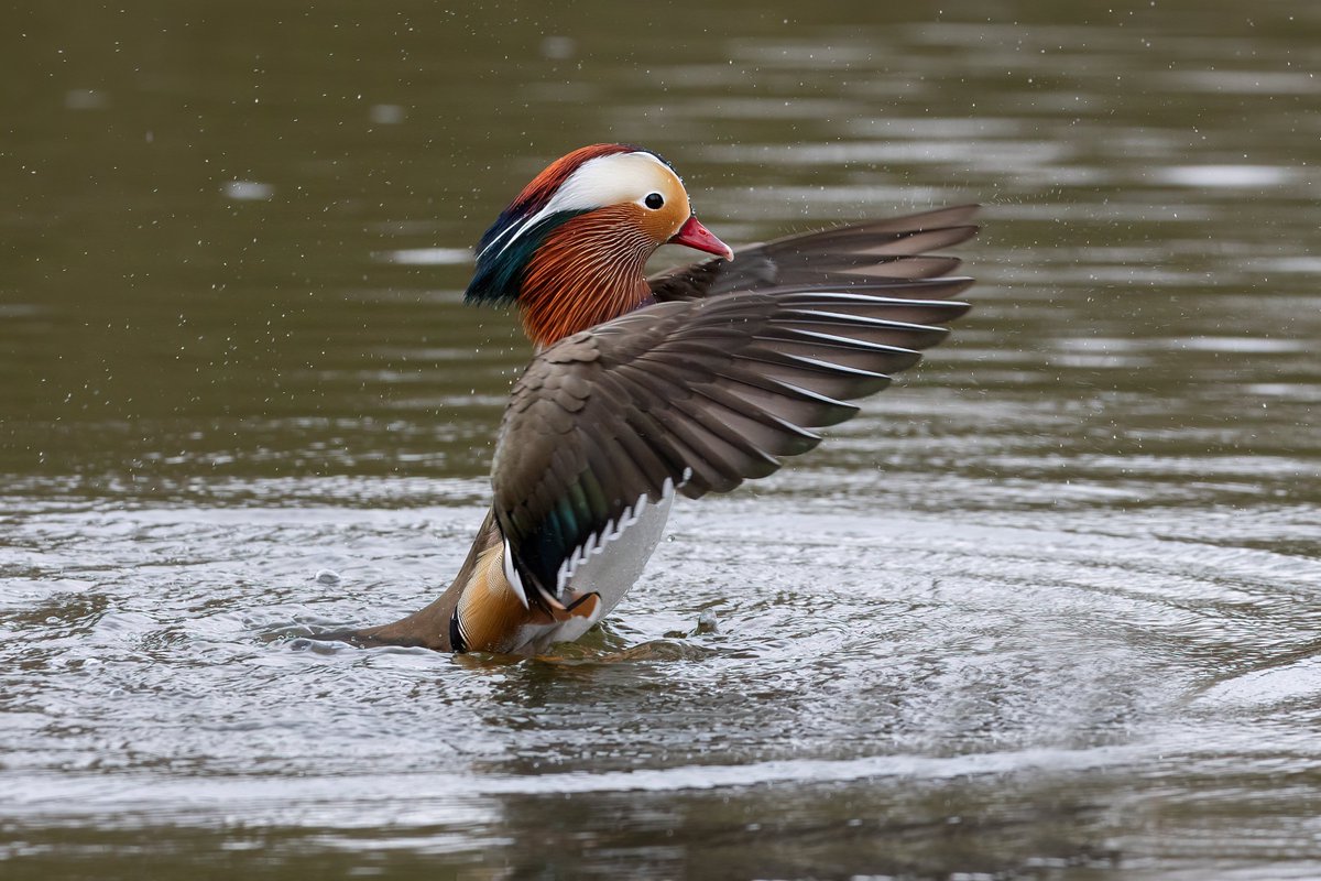 dave_b_james's tweet image. A few shots of the Mandarins at Barnwell Country Park. You have to admit they are a very dapper duck!