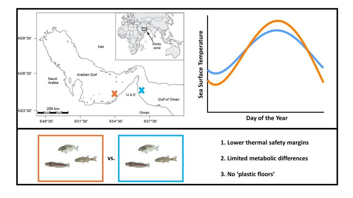 Global Change Biology (@globalchangebio) on Twitter photo Narrow Margins: Aerobic Performance and Temperature Tolerance of #CoralReef Fishes Facing Extreme Thermal Variability
📄 onlinelibrary.wiley.com/doi/full/10.11…
<a href="/ElasmoDan/">Dan Ripley</a> Narrow Margins: Aerobic Performance and Temperature Tolerance of #CoralReef Fishes Facing Extreme Thermal Variability
📄 onlinelibrary.wiley.com/doi/full/10.11…
<a href="/ElasmoDan/">Dan Ripley</a>