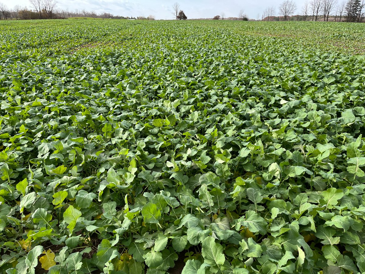 Hoping to visit winter canola fields in Lambton and/or Chatham-Kent on Wednesday, and Essex next Monday 24th. Anyone interested in a visit if I can work it into the plan?
