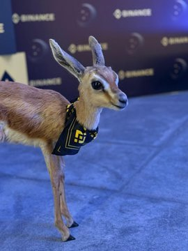 #BNBChain 上的meme也开拓下海外市场吧，英文圈和华语圈的共识不在一个角度上，好不容易英文社区孵化出来个小鹿，你们也要鼓励一下啊。<a href="/heyibinance/">Yi He</a>