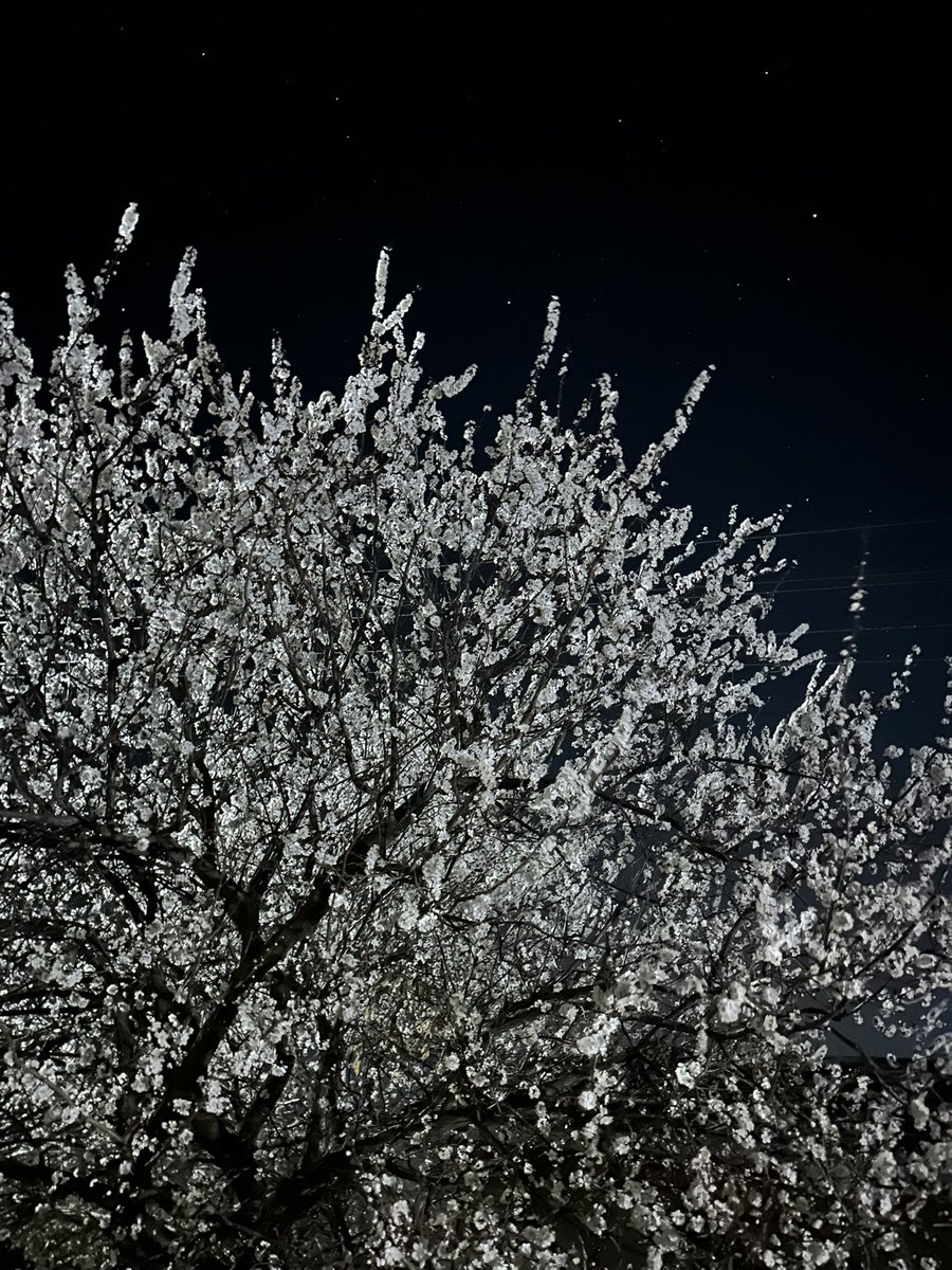 anonymous_oo2's tweet image. Al-Musavvir