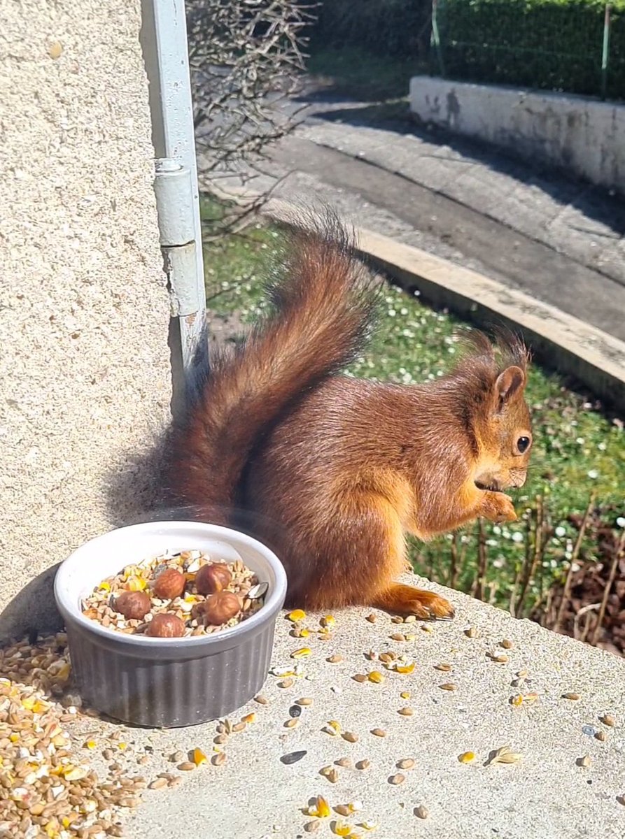 07Spank's tweet photo. Dans la vie, tu peux avoir des visites surprenantes 🐿
Je vous présente "KitKat", un nouveau Coupaing 😁🥰 https://t.co/lay7IGOpTf