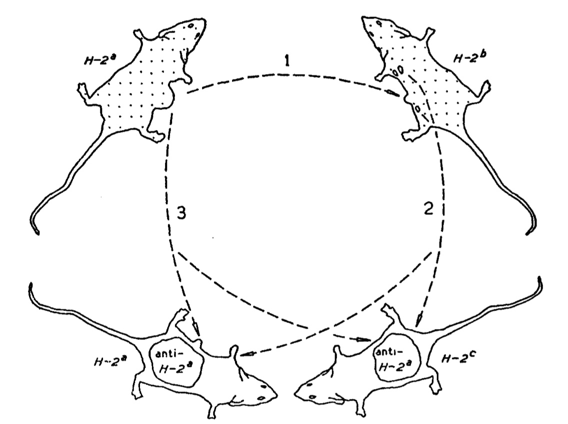Cindy Sun (@cindy_newyork) on Twitter photo This classic <a href="/JExpMed/">Journal of Experimental Medicine</a> study (1955) demonstrated that lymph node cells can transfer transplantation immunity to foreign tumor transplants. A milestone in immunology! #JEMLegacy doi.org/10.1084/jem.10… This classic <a href="/JExpMed/">Journal of Experimental Medicine</a> study (1955) demonstrated that lymph node cells can transfer transplantation immunity to foreign tumor transplants. A milestone in immunology! #JEMLegacy doi.org/10.1084/jem.10…