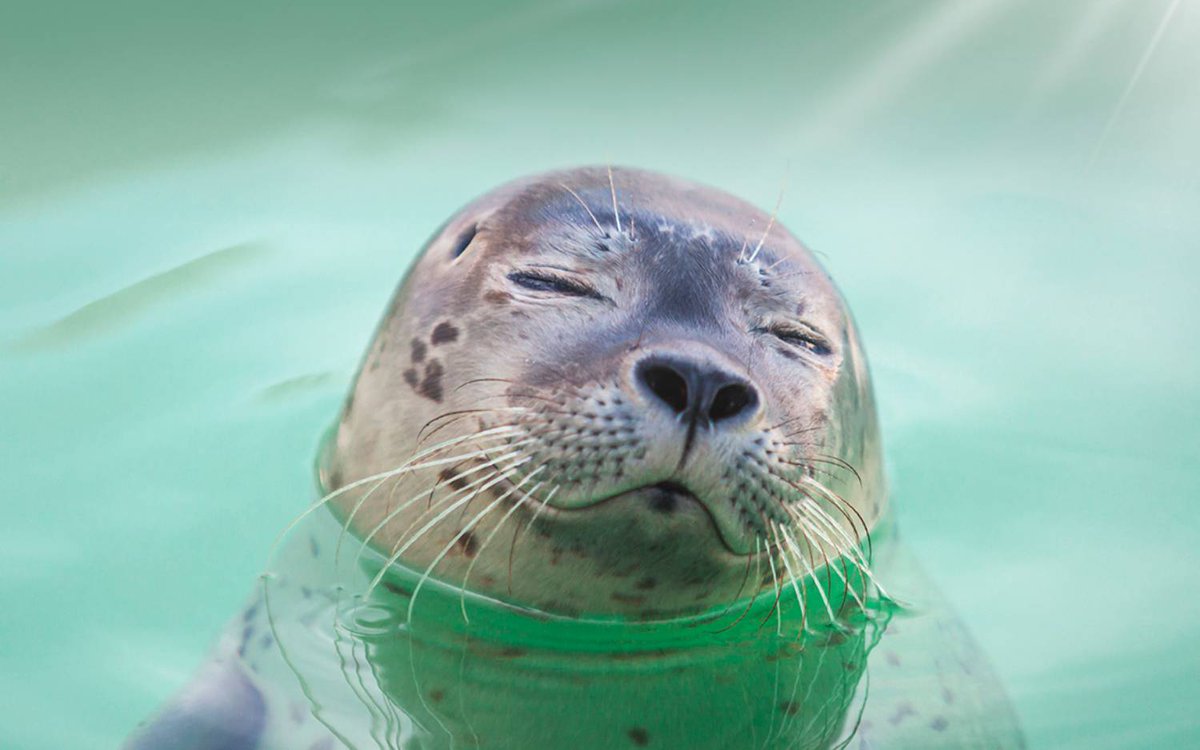 We zoeken een teamleider communicatie voor Ecomare 🦭 Vuurtoren Texel, Oudheidkamer Texel en Museum Kaap Skil. Bruis je van de creatieve ideeën en heb je een scherpe kijk op het vermarkten van activiteiten rondom cultuur en natuur? 👉 ecomare.nl/vacatures/ #vacature #Texel