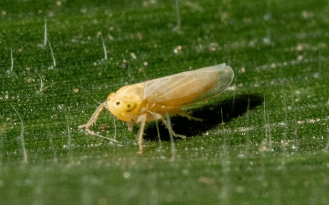 El impacto de la #chicharritadelmaíz ha aumentado en Colombia, especialmente en Valle del Cauca, Tolima y Córdoba. En el proyecto <a href="/AgsostenibleCo/">Colombia Agroalimentaria Sostenible</a>, <a href="/CIMMYT/">CIMMYT</a> <a href="/SomosAGROSAVIA/">AGROSAVIA</a> <a href="/BiovIntCIAT_esp/">Alianza de Bioversity International y el CIAT</a> y <a href="/FENALCE/">FENALCE</a> generan estrategias para responder con manejo sustentable bit.ly/41MekRC