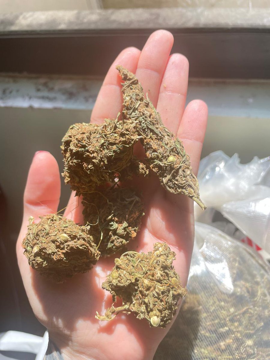 Canna4e20's tweet photo. Verde de QUALIDADE 💯 

*capulho Gold*

#curitiba #delivery #verde #maconha https://t.co/XqaQycOOyS