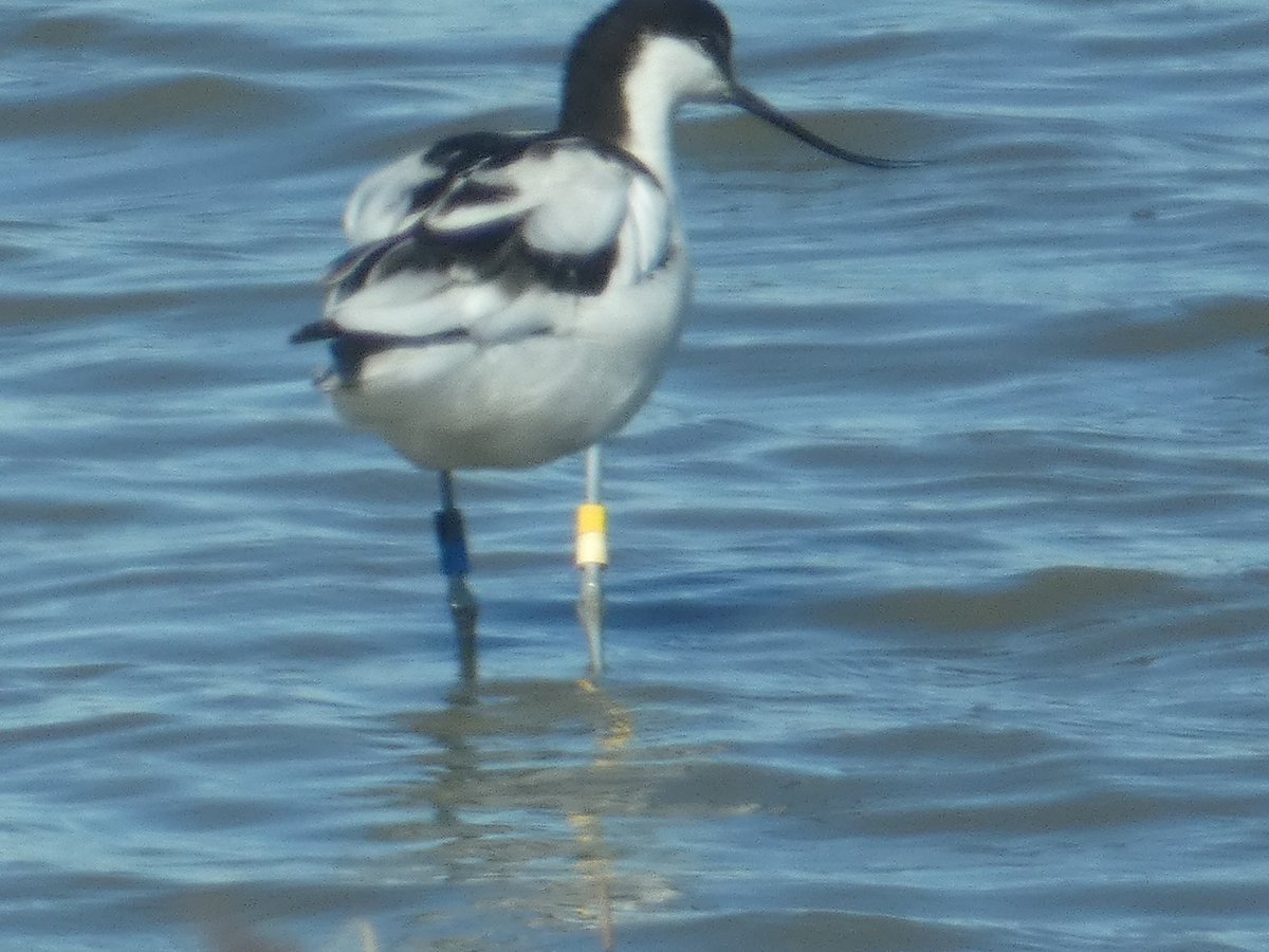 Martin Adams tweet media