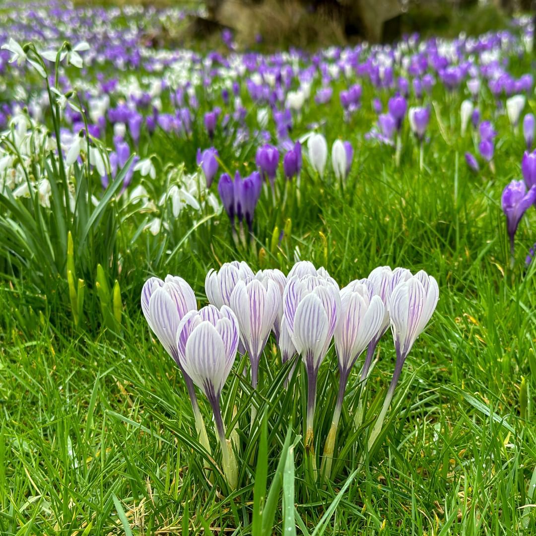 Head to Helensburgh for a fantastic day trip this spring! 🌷🙌

Easily accessible by train, you can spend your day strolling along the coastal promenade of the Victorian seaside town. Discover more things to see &amp; do in Helensburgh on our blog 👇
zurl.co/jzddy