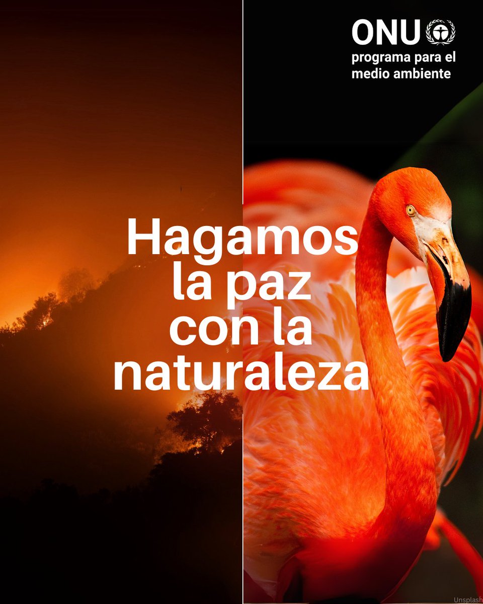🌿 La naturaleza nos da todo: aire limpio, agua, alimentos. Pero cuando la dañamos, nos dañamos a nosotros mismos.

Hoy, da un pequeño paso: ahorra energía o cuida los espacios verdes. ¡Cada acción cuenta para hacer las paces con la naturaleza! 🌎💙 #ActúaAhora #PorLaNaturaleza