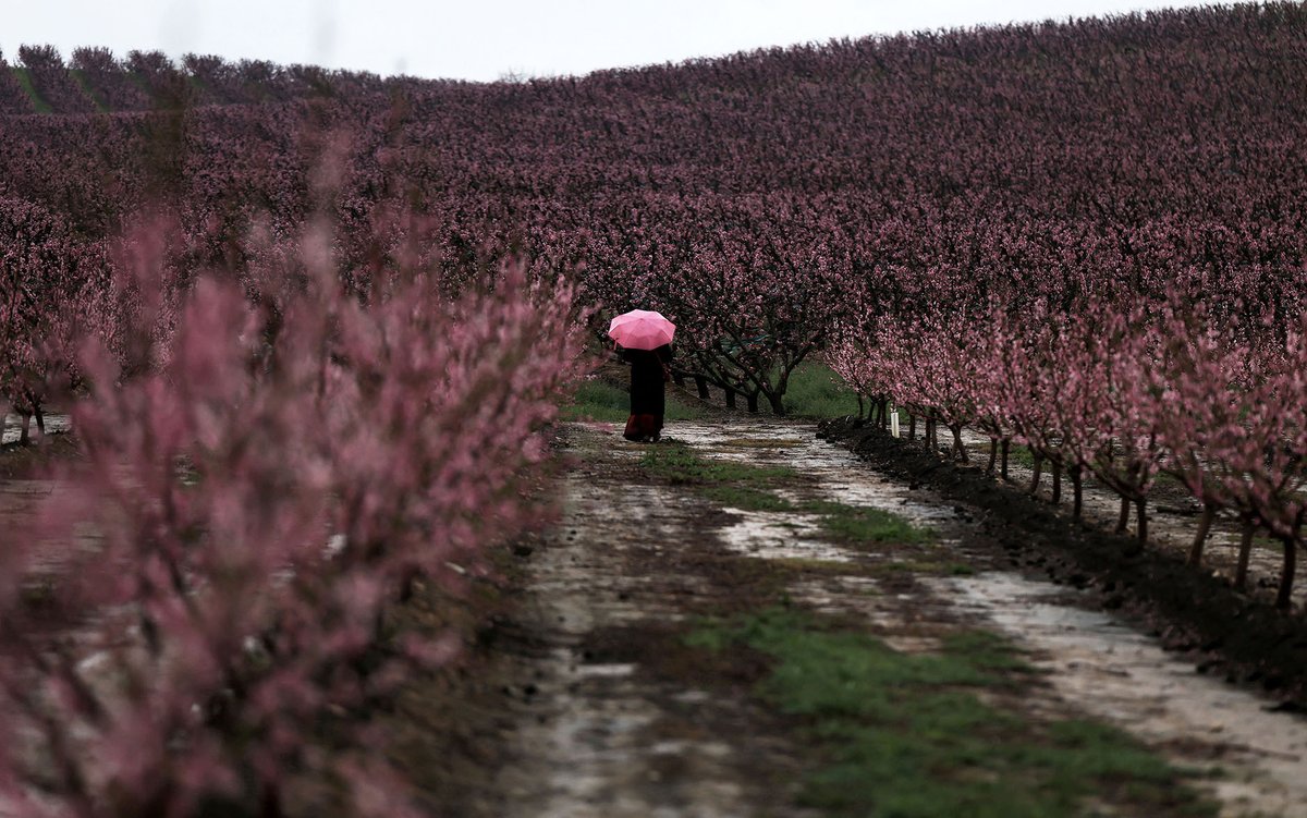 A view shows flowering peach trees in Aitona, in the Catalonian province of Lleida, Spain March 16, 2025. — Reuters

Visit our website: thenews.com.pk

 #TheNews