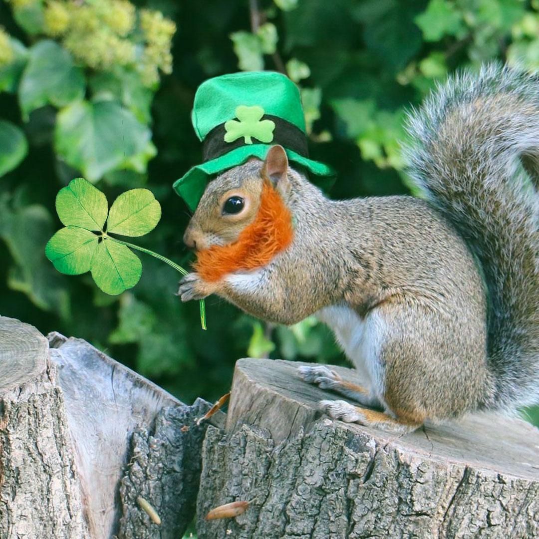 wmsquirrel's tweet image. I hunted all morning long and finally found this 4-leaf clover in the Wren Yard. Lucky me! #happystpatricksday, #williamandmary