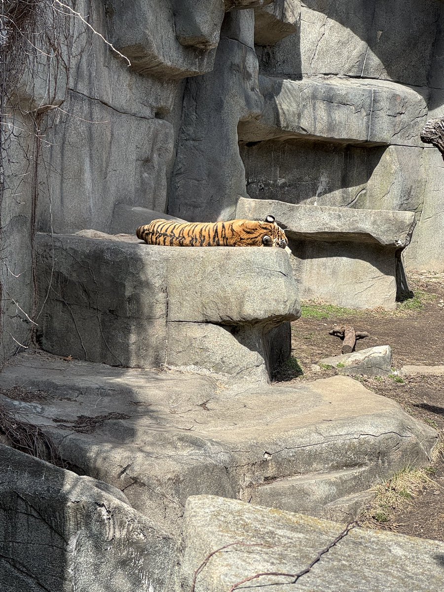 Kip π FWA (@tigersquat) on Twitter photo YAY TIGER YAY TIGER