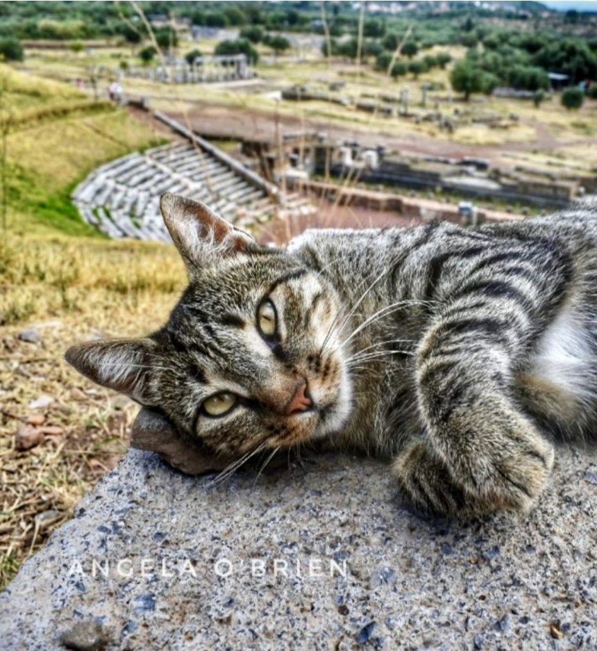 GrecianGirly's tweet photo. 🏛️Messene Cat! 🐈 
Ancient Messene, Messinia, Peloponnese, Greece. 📷 by me. #ClassicalCats Messene’s ancient 3rd century BCE theatre can be seen in the background. More information about the theatre here: https://t.co/lqqyI8lbbU https://t.co/q4cV2QyGtp