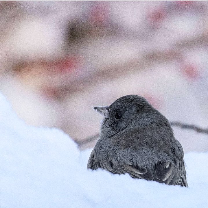 Gregg McLachlan tweet media