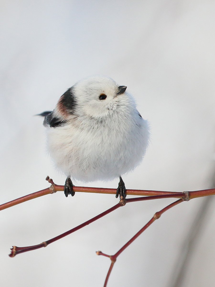おはよう
かようび
きょうもいちにち
生きます