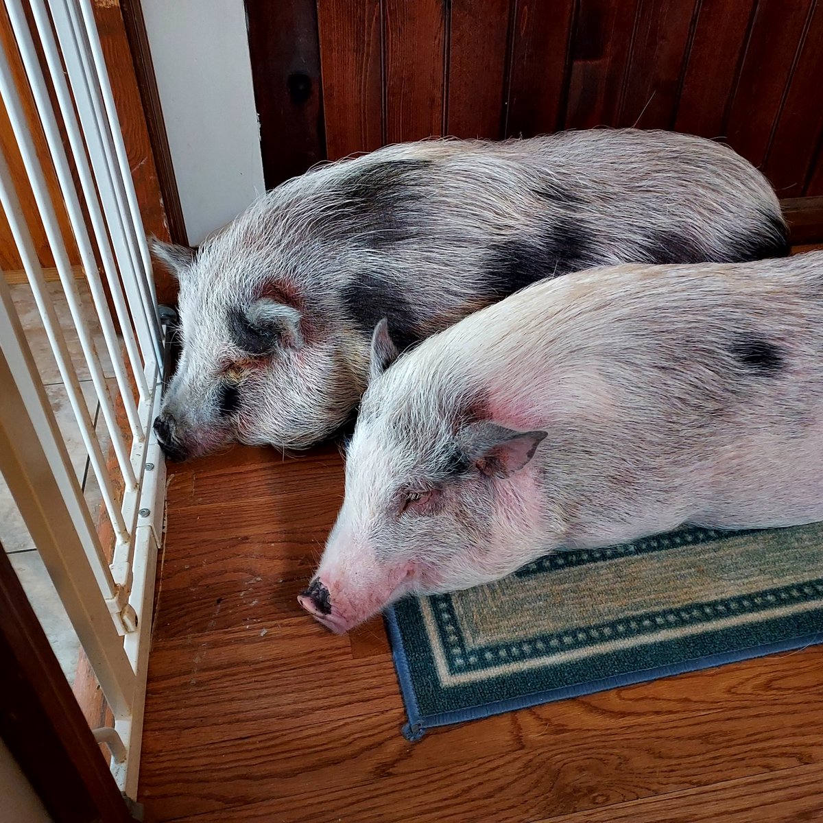 TheRealUltraMKB's tweet photo. @Julie5427957888 That one is pebbles. I have another one named pickles. https://t.co/HW8vdWg4hB