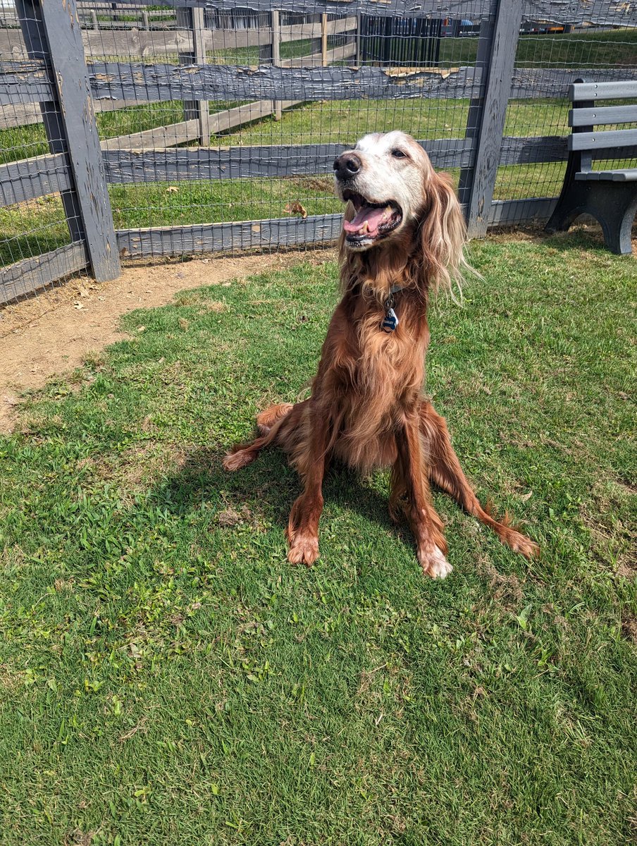 Happy St Patrick's Day 💚☘️
#wrigley #kissmeimirish #irish #irishsetter #irishsetterlove #eringobragh #stpatricksday