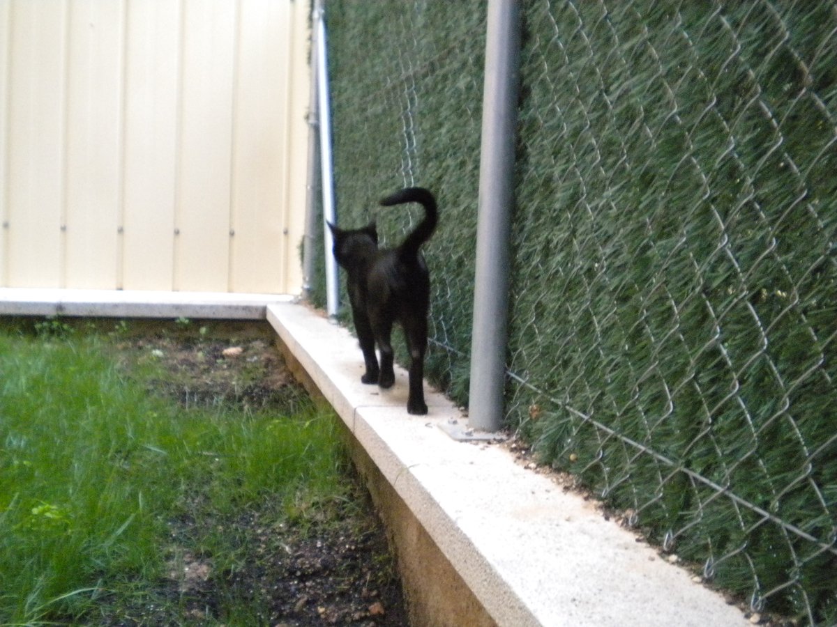 david_mp_chulin's tweet image. Smeagol 🖤🖤🖤🖤