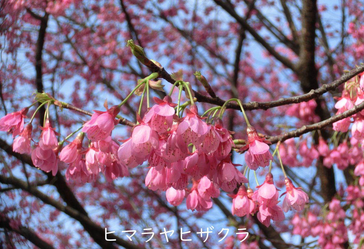 SG_info_kyokai's tweet photo. #新宿御苑 3月18日 桜速報🌸
本日より桜の開花速報をお届けします。
◎みごろ
カンヒザクラ、シュゼンジカンザクラ、タイワンヒザクラ、ヒマラヤヒザクラなど
○咲き始め
アマギヨシノの仲間、小彼岸、枝垂れ桜(一本のみ)、高遠小彼岸、東海桜など
▲お早めに
オカメ、カンザクラ類
#桜 #cherryblossom https://t.co/8UWUSdy8dw