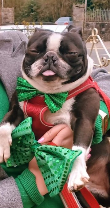 Happy St. Patrick's Day from the cheekiest dog in the world ☘️☘️