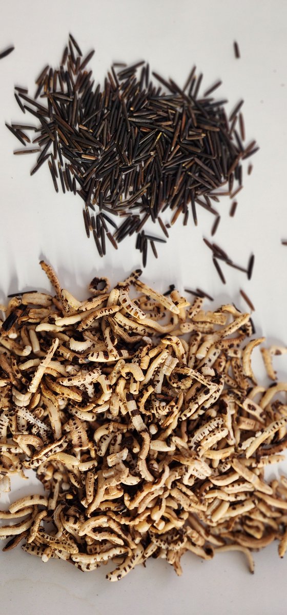 🍀 Happy St. Paddy’s Day! 🍀
We’re puffing up a fresh batch of puffed wild rice cereal! 🌾🔥
Check out this before-and-after magic🥣✨

 wildriceguys.com
🚚 Moose Jaw folks—order by midnight for FREE delivery!

#WildRiceGuys #PuffedWildRice #StPatricksDay #KeepItWild