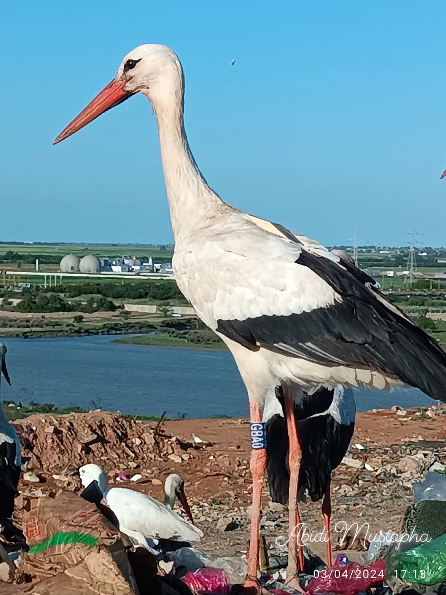 Sophie Leguil tweet media