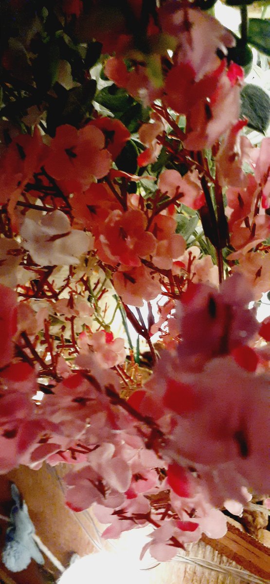 Ilumine suas flores 💐