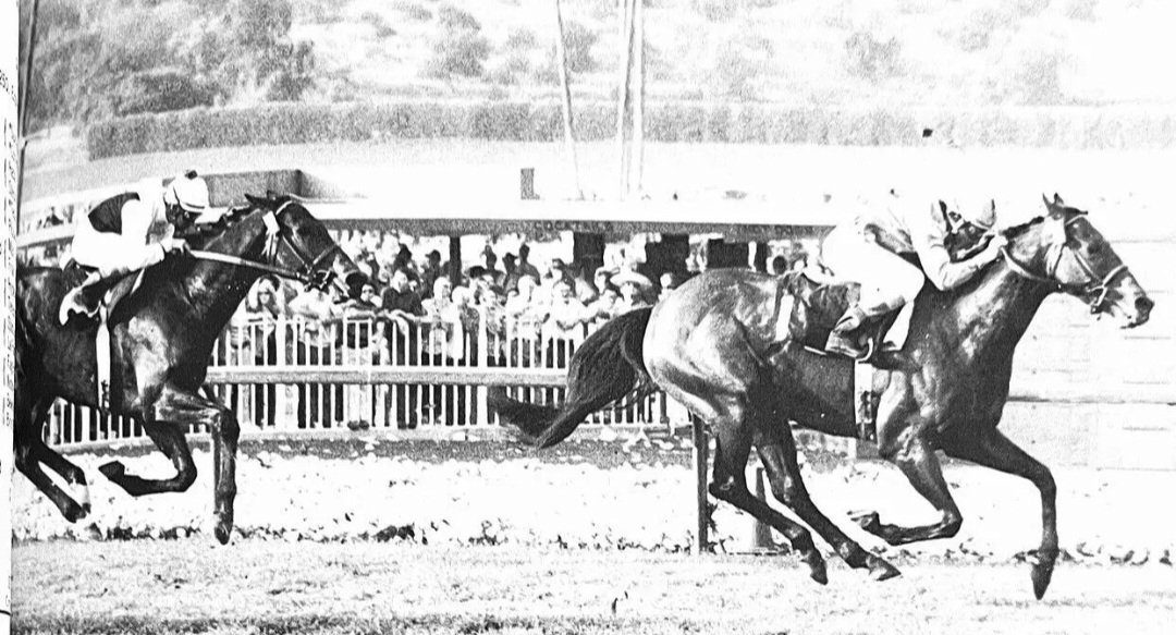HORSERACING1002's tweet photo. NOR II🇬🇧1967
(TIGER - LUCKY DAY BY VIC DAY)#NorII
B/ Hall-Dare R. W. 🇬🇧1967
O/ John G. Canty
52-10-7-8---$148,986
El Camino Real H, San Luis Rey H, Birdcatcher Nursery H, 
2nd Blandford S, 
3rd San Juan Capistrano H,  Tyro S, Eclipse S, Hardicanute S,
Stood  Castlebrook Farm 🇺🇸 Sired Cackleheart, Goldsmith, Hidden Fancy, Joyant, My Aunt Marie, Nors Lucky Day,