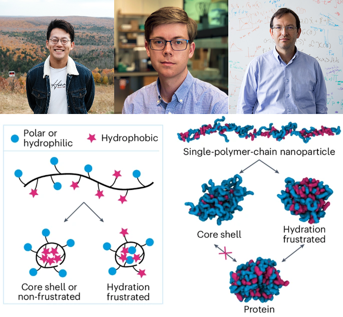 AIHealthMIT's tweet photo. One weird trick that proteins use to function? In a new paper for @NatureChemistry , @HerryJin, #JClinic PI @cwcoley, &amp; Alfredo Alexander-Katz show how synthetic polymer nanoparticles can mimic "hydration frustration" a protein behavior using water to enhance activity 💧 1/ https://t.co/aAEHQLuXBE