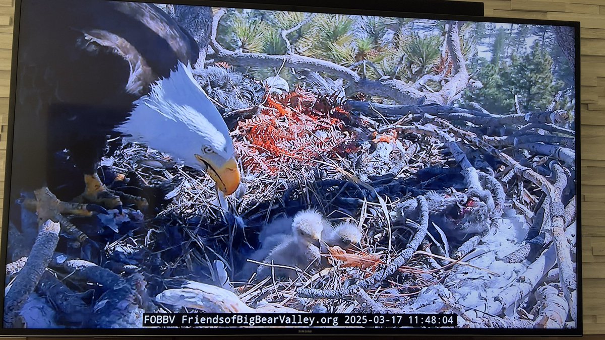 Hogscald's tweet photo. Hanging with the Big Bear eagles, #jackieandshadow #baldeagle https://t.co/Hk5rnXHZnr