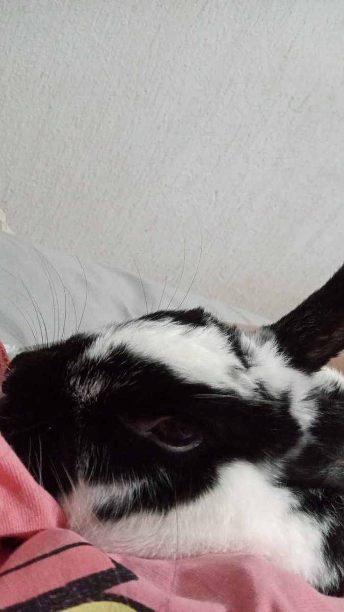 KannaSenpaii's tweet photo. Nomas si se veía sus ojitos rojos que habia llorado pero con suerte ya esta acostadita descansando https://t.co/KwS0nTEbhK