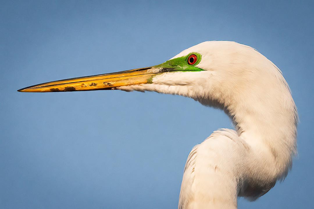 “Wearing of the Green...” …it’s St. Patrick’s Day and this Great Egret’s in “high breeding” with its green plumage at the rookery on Lake Washington in Fresno, CA.
 
#stpatricksday #egrets
