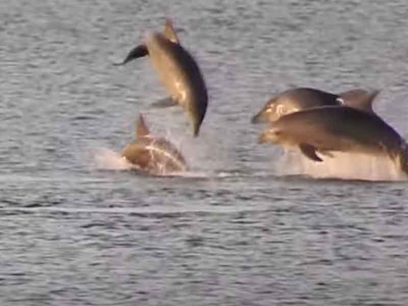 thermaiko.eu/dolphins-perai… Η πρόσφατη εμφάνιση δελφινιών στην παραλία της Περαίας αποτελεί ένα γεγονός ιδιαίτερα ενθαρρυντικό, που προοιωνίζει μια θετική αλλαγή στον οικολογικό χαρακτήρα του Θερμαϊκού κόλπου. Η εικόνα και βίντεο των πανέμορφων θηλαστικών να κολυμπούν ανενόχλητα