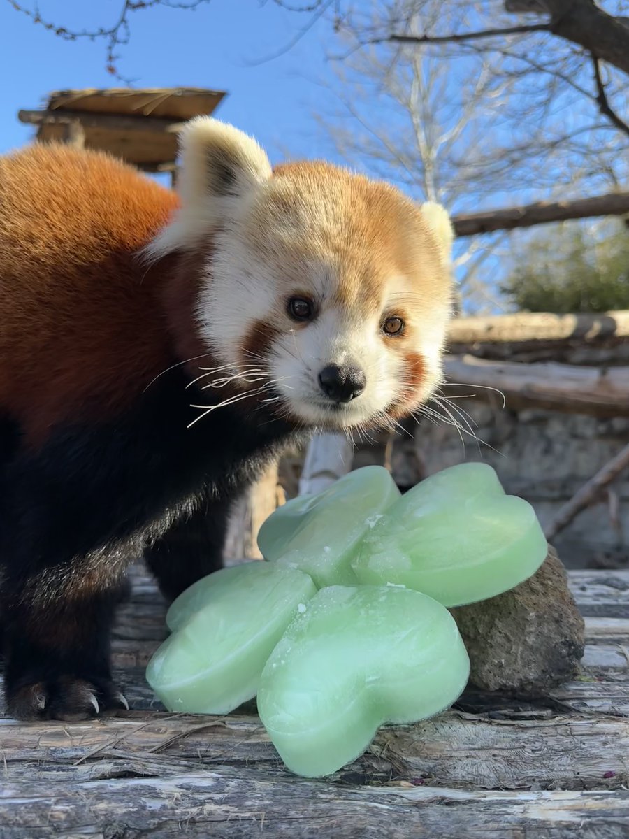 Saint Louis Zoo tweet media