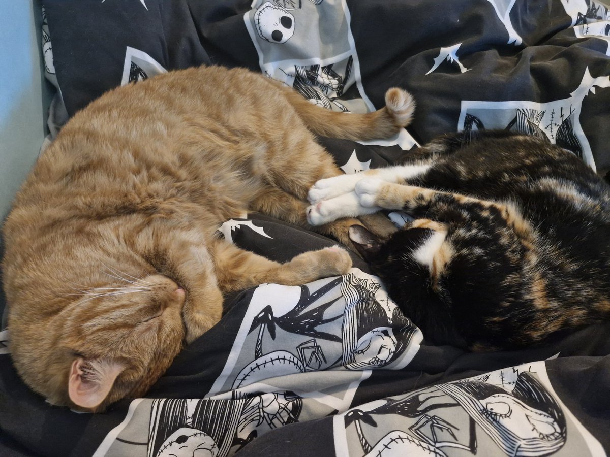 skullbbe's tweet photo. My animal babies xx https://t.co/eXZZjEyK58