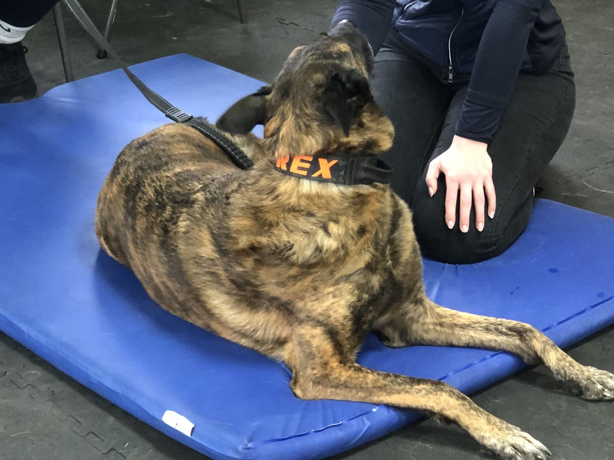 Chappers2013's tweet photo. Busy day! 
Treatment for @PBaloo &amp; #rpdrex @AngliaRuskin #writtle #caninetherapyunit 🙏 Thank you to the team 

Then to #thorpelesoken to meet the #MindfulnessMonday children at a primary school ❤️ 🐾🐾🐾 https://t.co/CEFsH8Fu0x