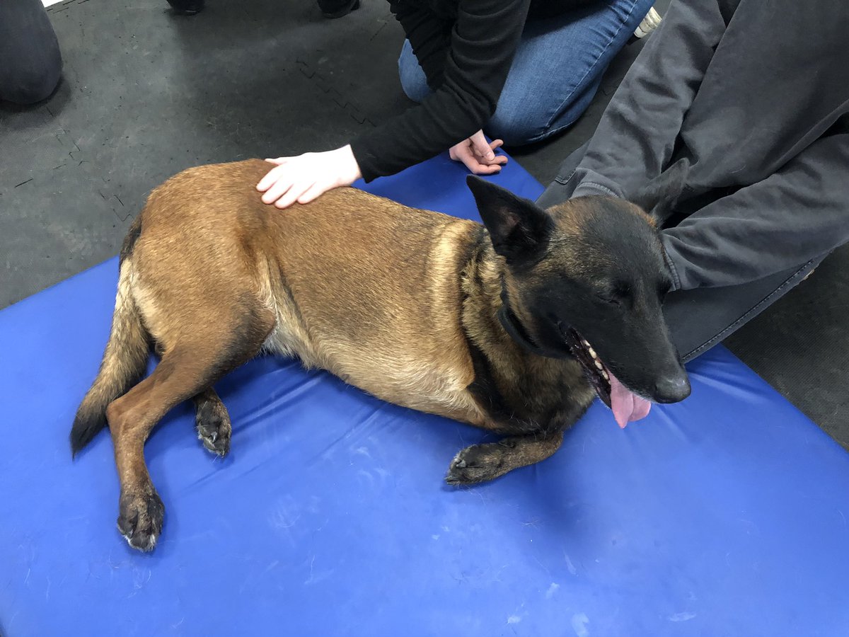 Chappers2013's tweet photo. Busy day! 
Treatment for @PBaloo &amp; #rpdrex @AngliaRuskin #writtle #caninetherapyunit 🙏 Thank you to the team 

Then to #thorpelesoken to meet the #MindfulnessMonday children at a primary school ❤️ 🐾🐾🐾 https://t.co/CEFsH8Fu0x