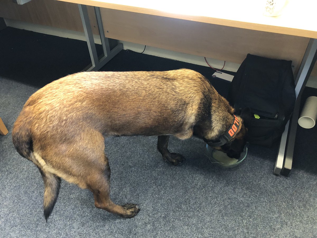 Chappers2013's tweet photo. Busy day! 
Treatment for @PBaloo &amp; #rpdrex @AngliaRuskin #writtle #caninetherapyunit 🙏 Thank you to the team 

Then to #thorpelesoken to meet the #MindfulnessMonday children at a primary school ❤️ 🐾🐾🐾 https://t.co/CEFsH8Fu0x